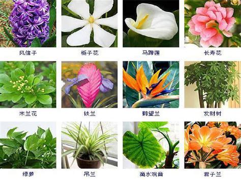 室内植物名称|96种室内植物图片及名称，室内植物品种大全（图片）